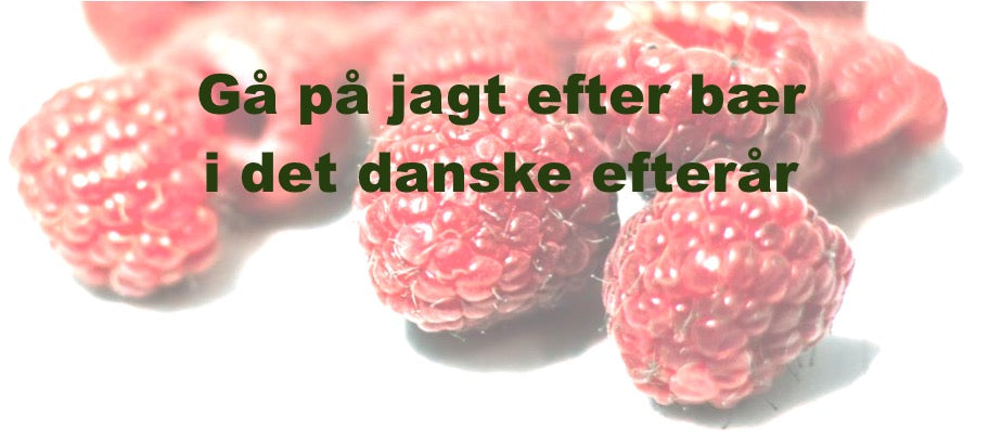 Bær Jagt i det danske efterår