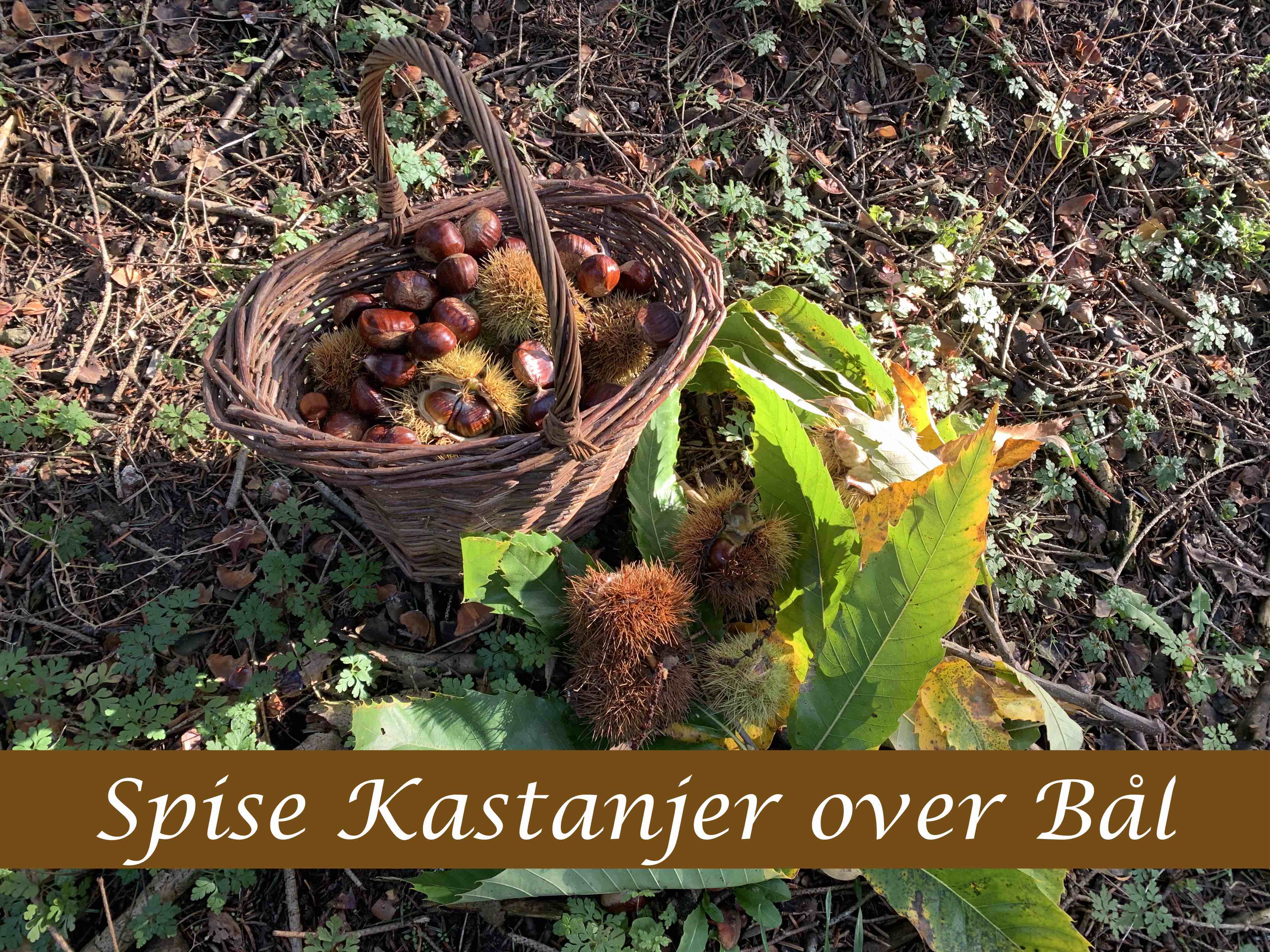 Spisekastanjer over bål Vildmarks mad