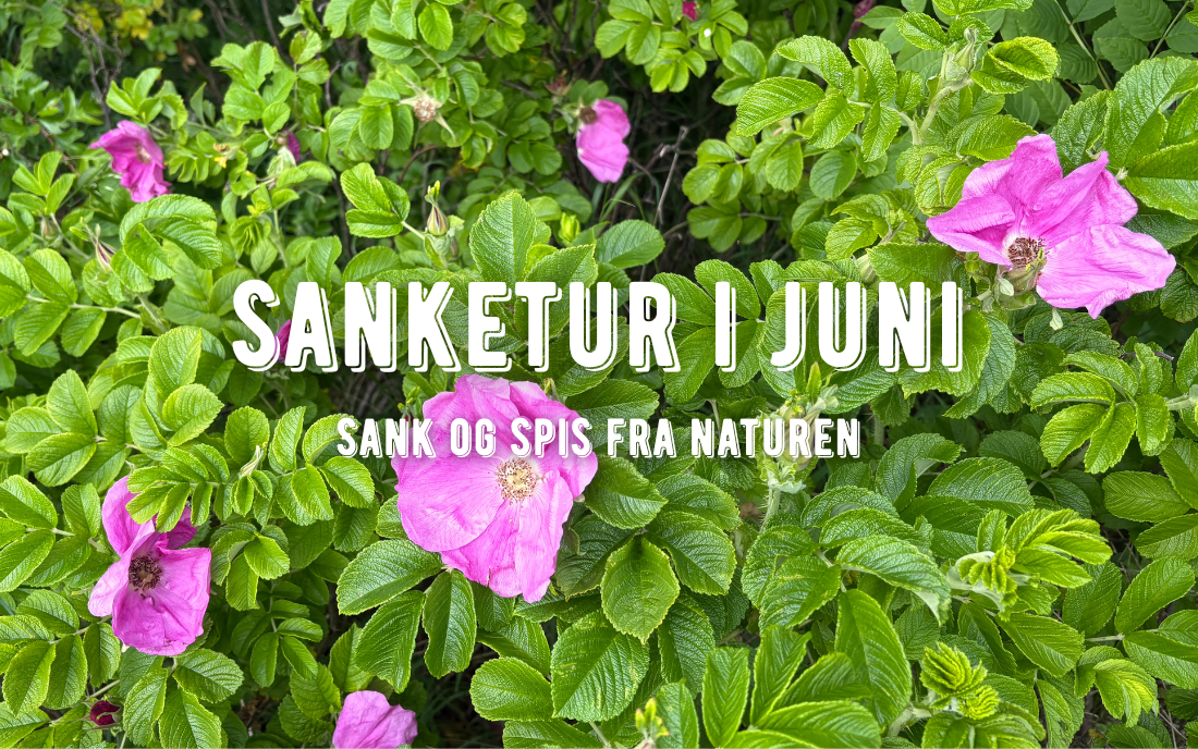 juni_sankeguide_survivalstore