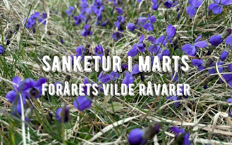 En guide til at sanke forårets første spiselige skud