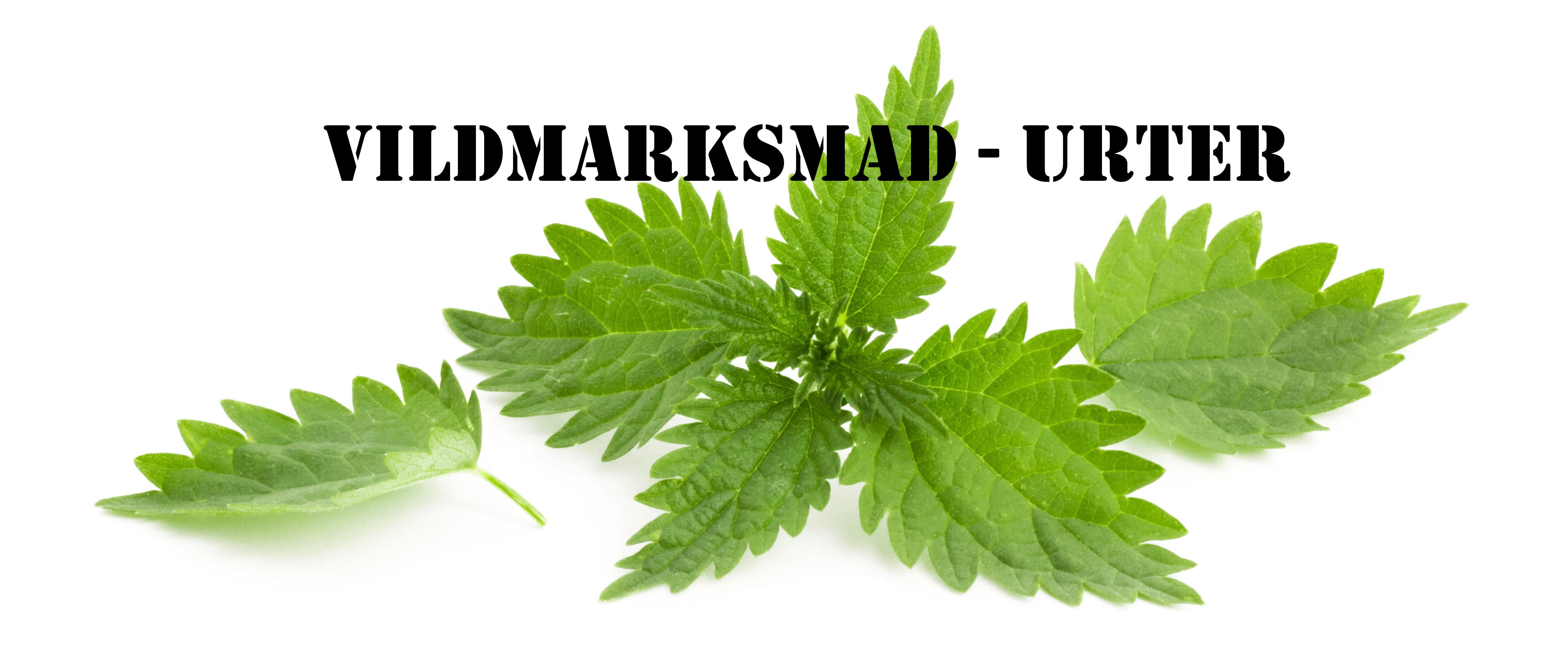 Vildmarksmad Urter Brændenælde
