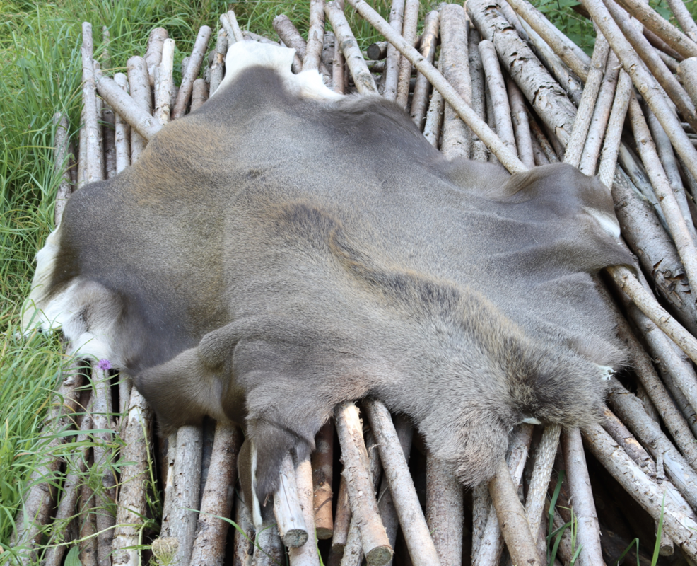 Elgskind Elg Kalv LIggeunderlag Bushcraft