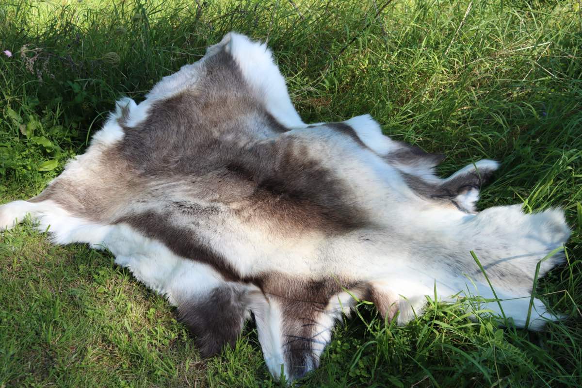 Rensdyrskind rensdyr skind liggeunderlag outdoor