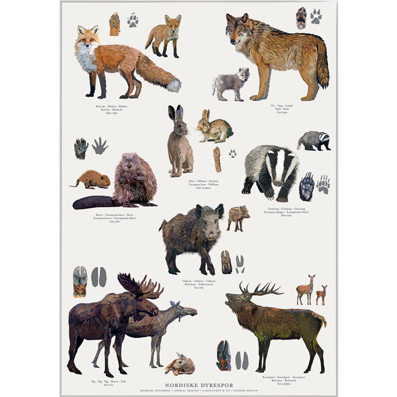 Survivalstore.dk-NordiskeDyrespor-Plakat-A4