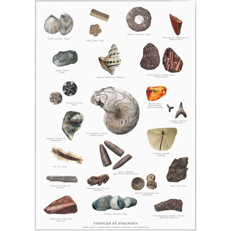 Fossiler plakat A4