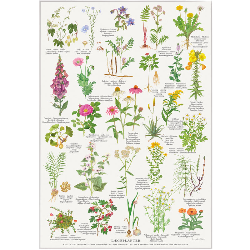 Survivalstore.dk-Lægeplanter-A4