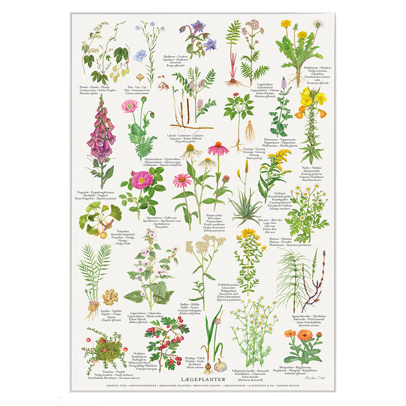 Lægeplanter - Plakat A2