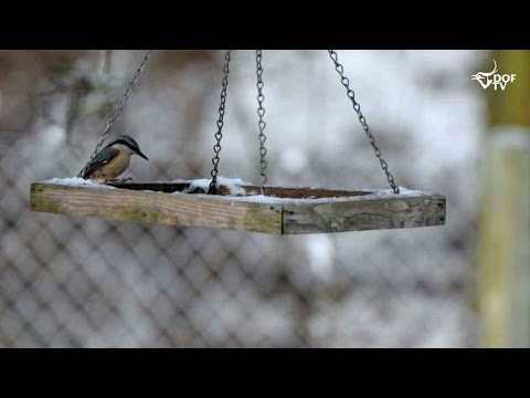 Video om fodring af havens fugle
