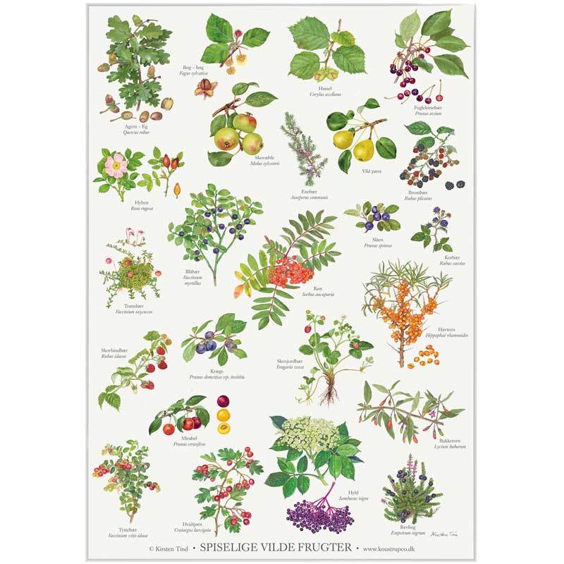 Spiselige vilde frugter - Plakat