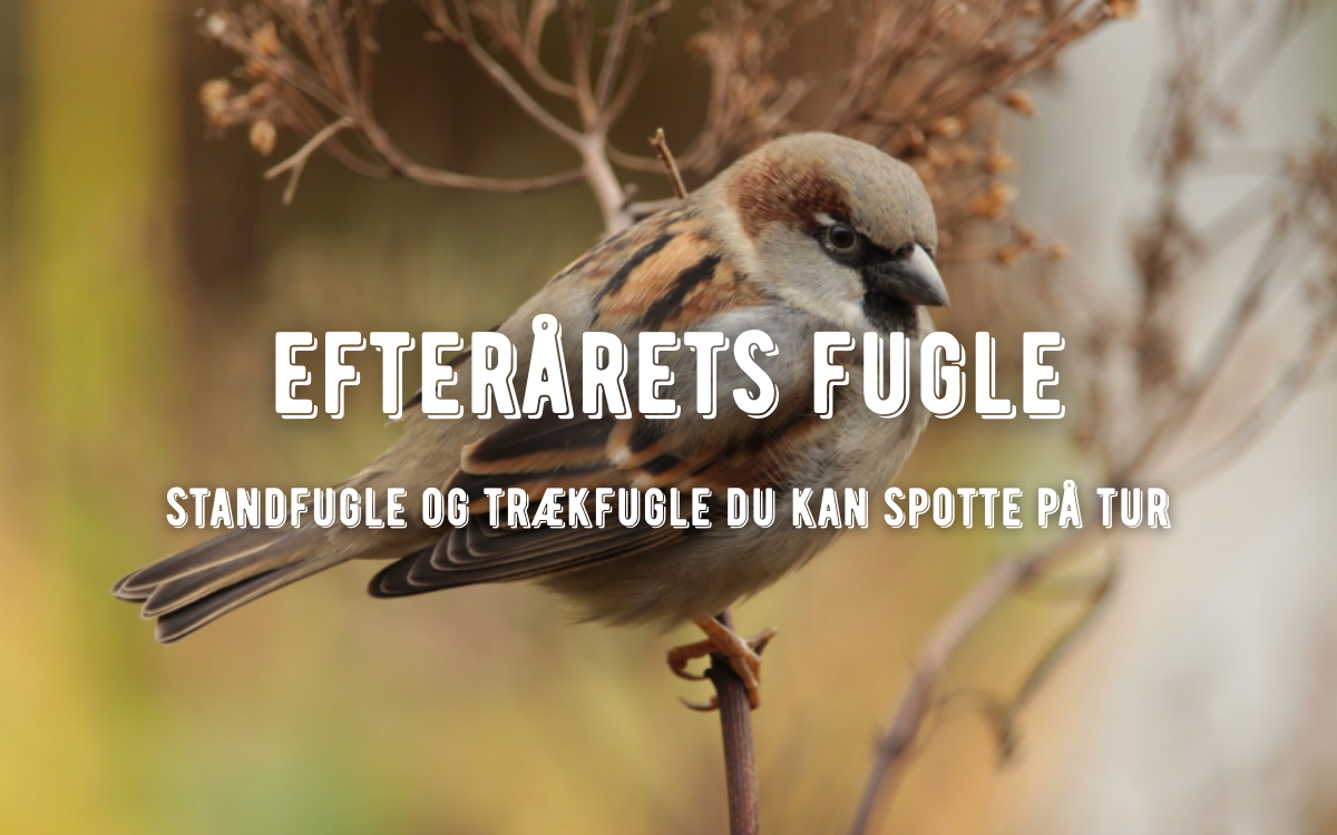 efterårets fugle i danmark