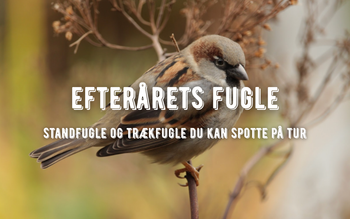 efterårets fugle i danmark