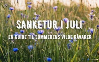 sankeguide juli