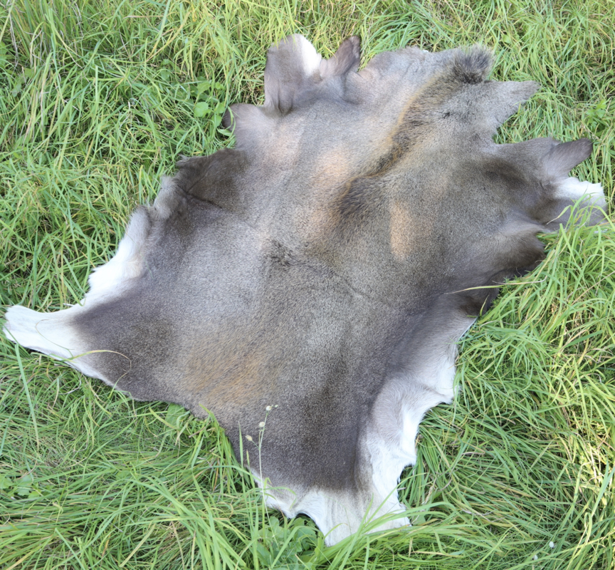 Elgskind Elg Kalv LIggeunderlag Bushcraft
