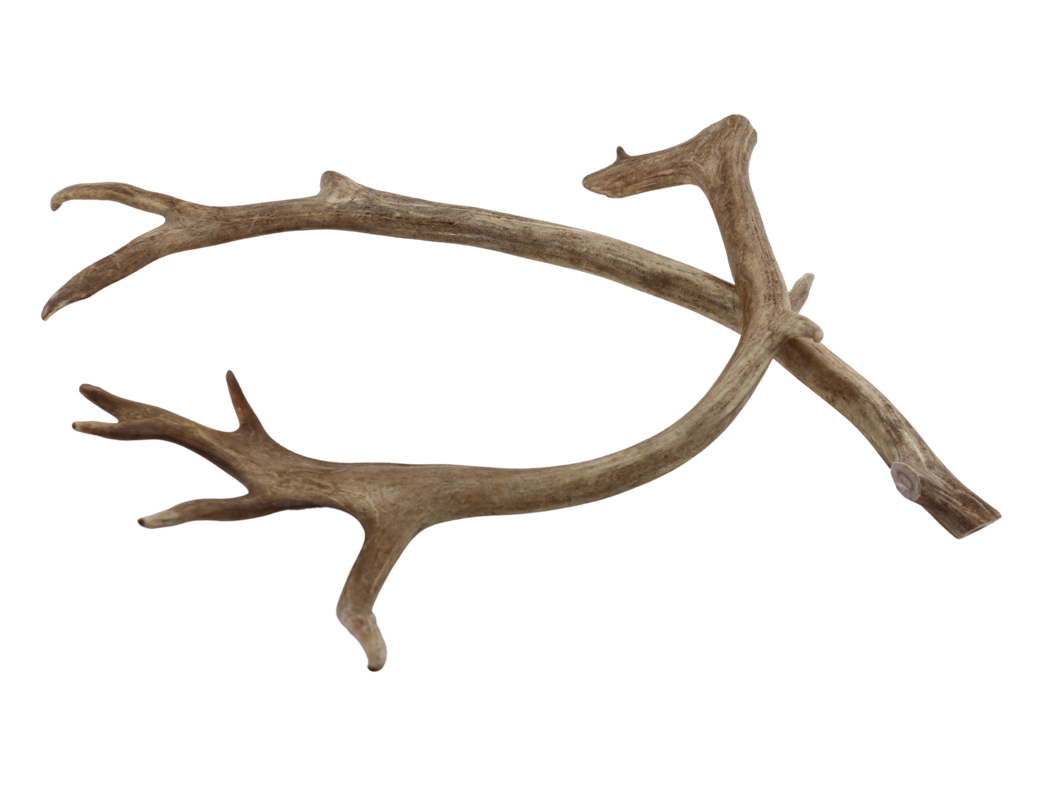 Reinsdyrgevir
