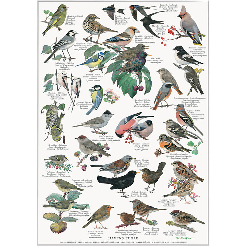 Havens Fugle - Plakat A2