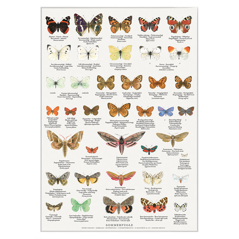 Sommerfugle Plakat A4