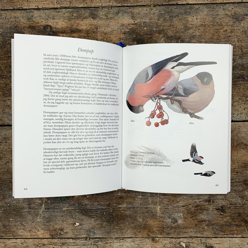 Set mit Vogelbuch und Fernglas