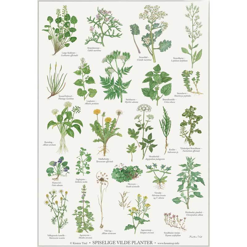 Spiselige vilde planter - Plakat A2