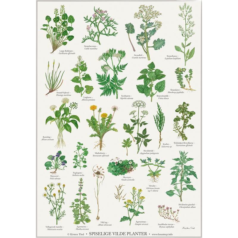 Spiselige vilde planter - Plakat A4